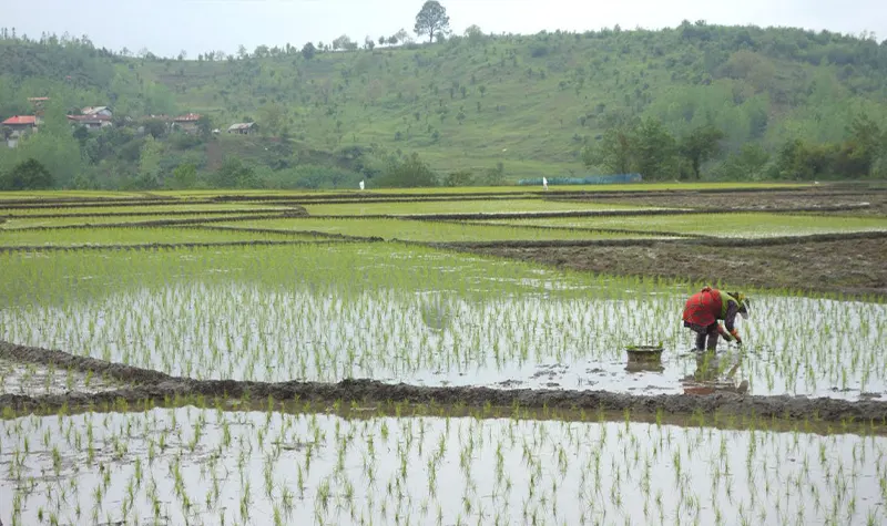 مناطق تولید برنج