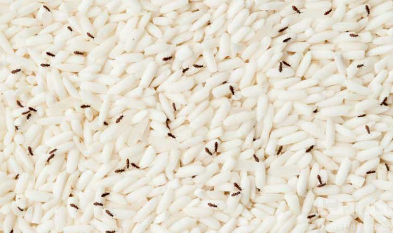 دلایل حشره افتادن برنج