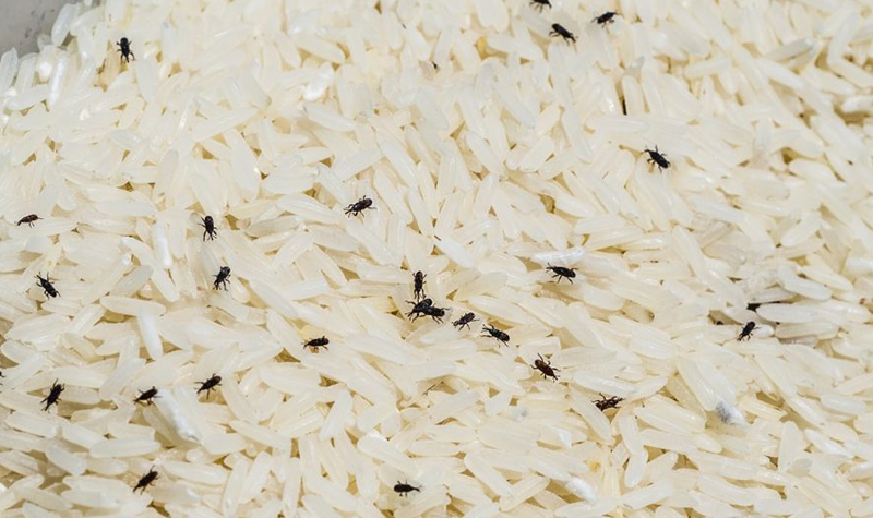 از بین‌ بردن حشره برنج