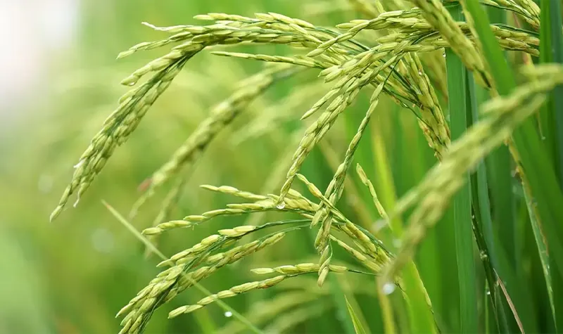 عمده برنج دنیا در کدام نواحی کشت می‌شود؟