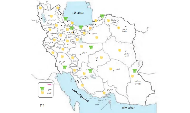 بهترین مناطق کشت برنج ایرانی